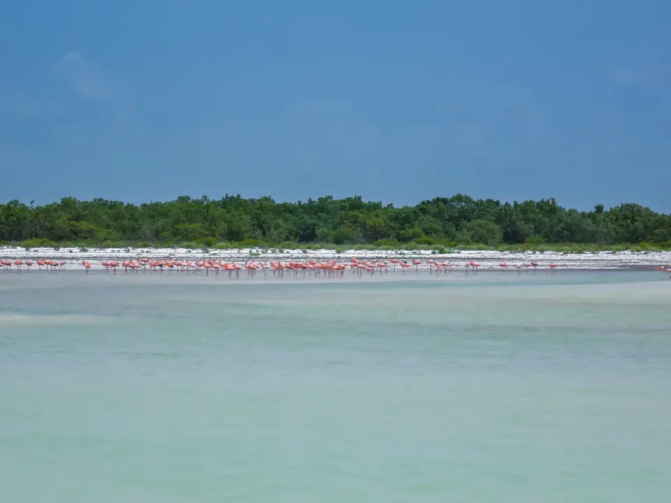 Flamencos en la orilla de la laguna de Holbox